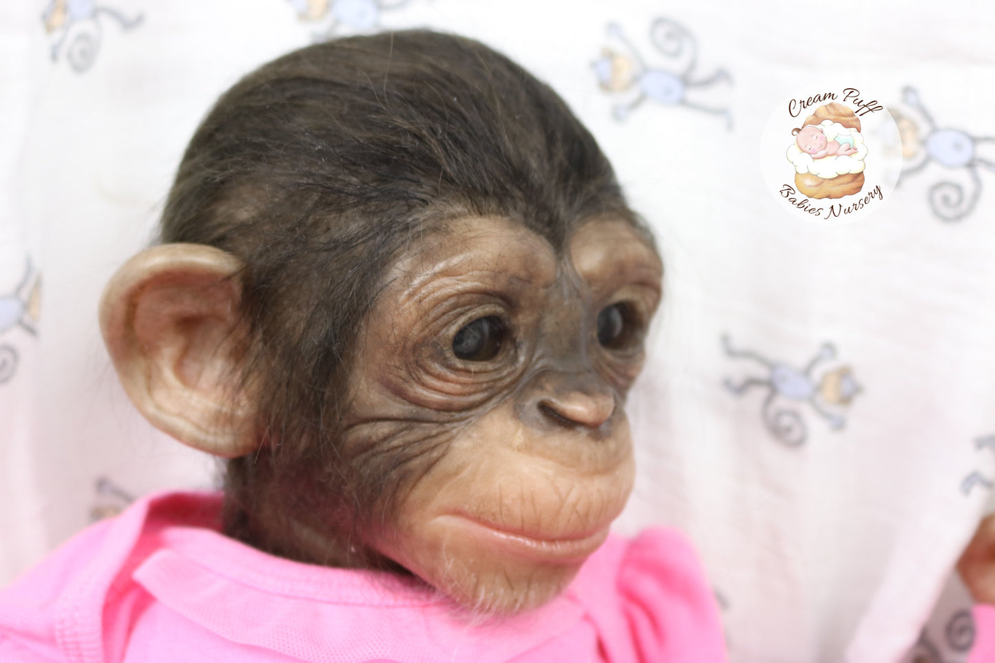 Baby Chimpanzee