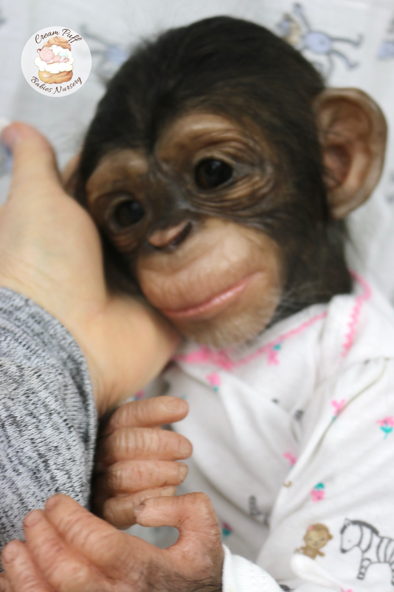 Baby Chimpanzee