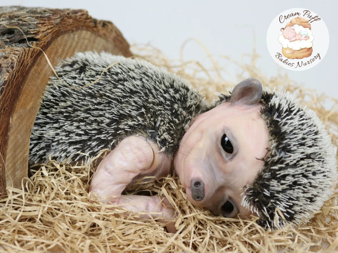 Adoptable Hans the Hedgehog