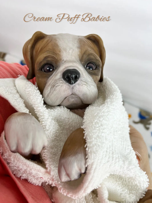 Boxer Puppy Bruno