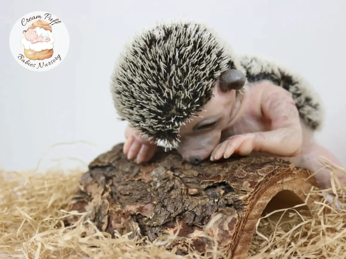 Adoptable Hans the Hedgehog