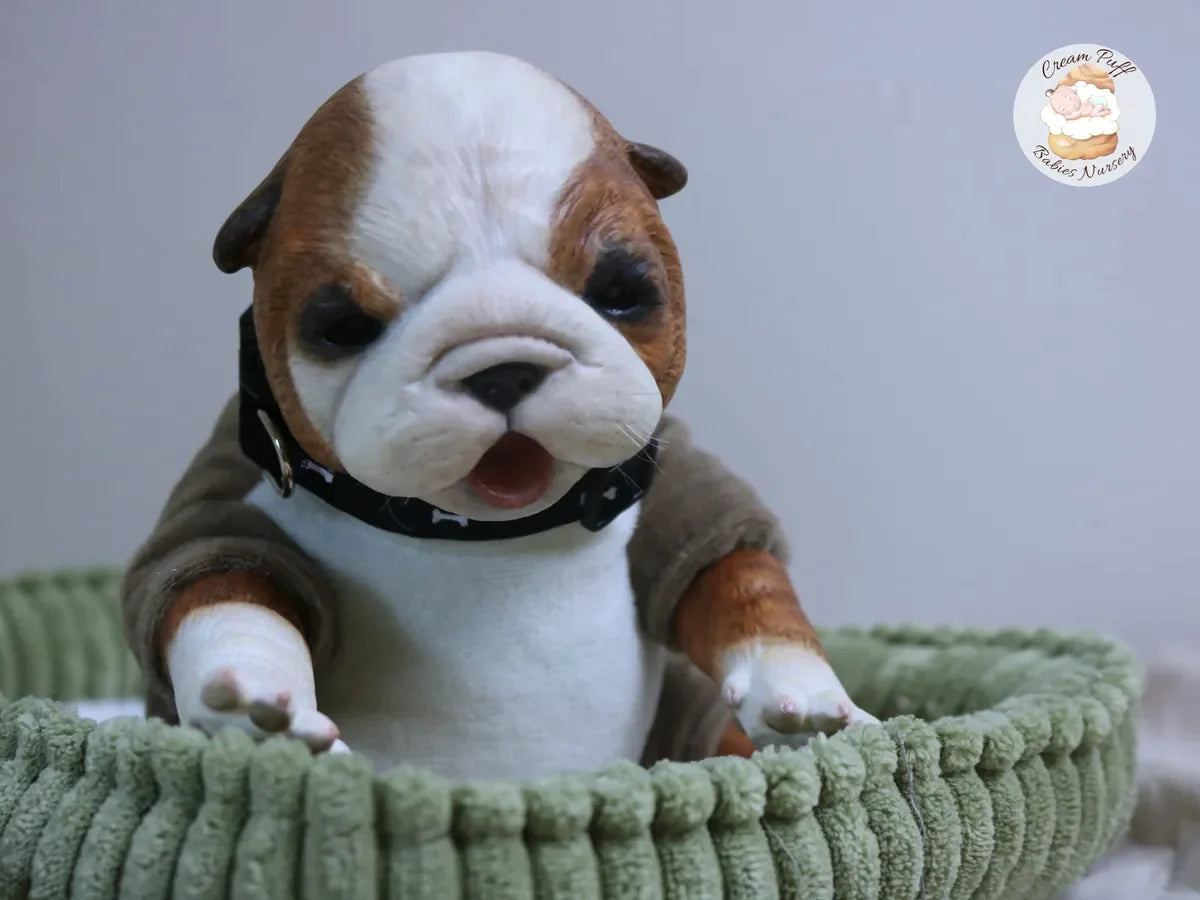 Baby Bulldog Bruce