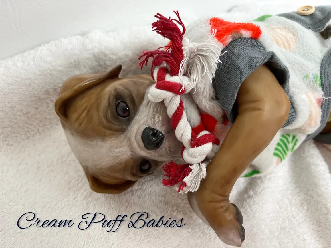 Boxer Puppy Bruno