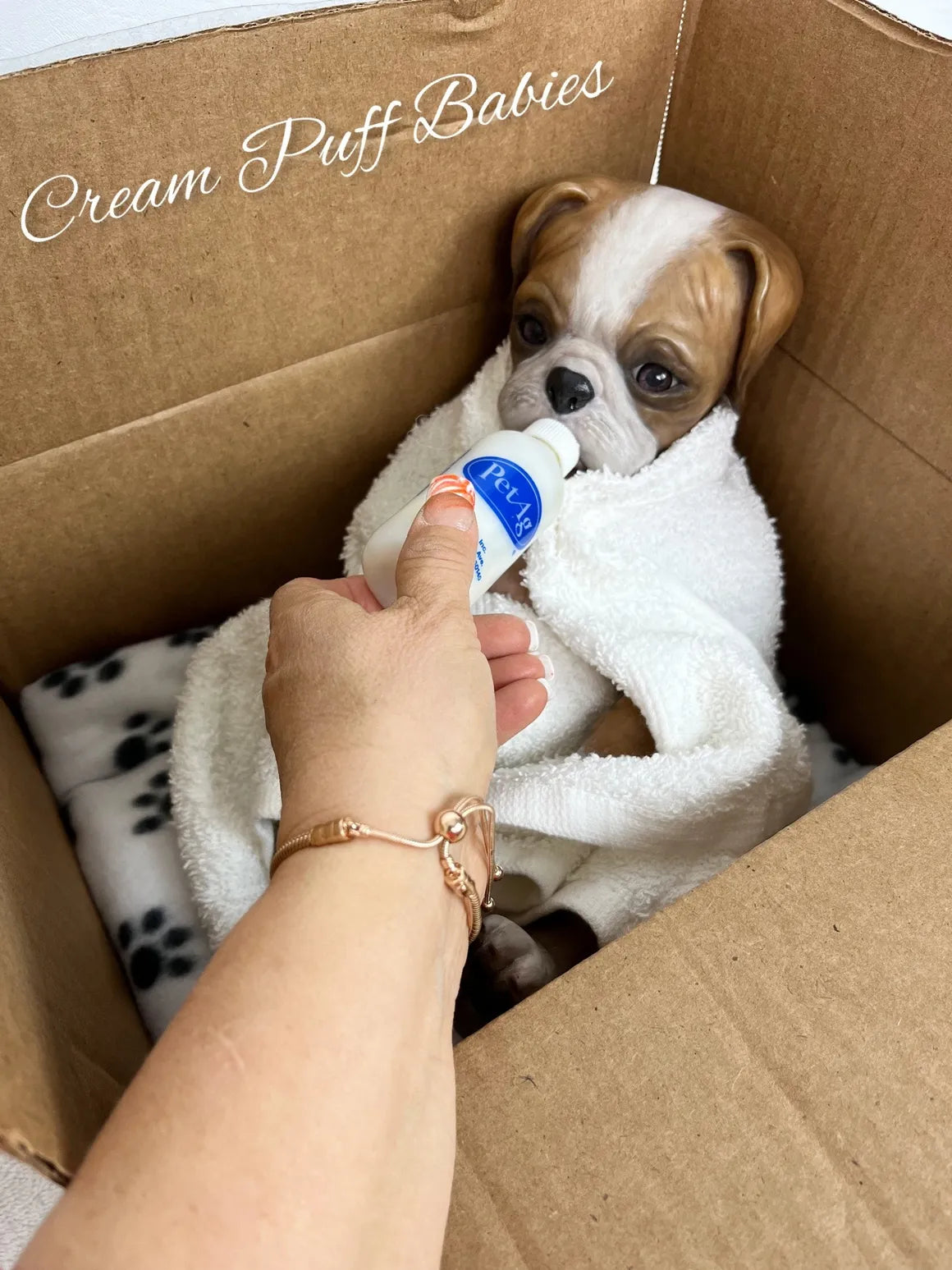 Boxer Puppy Bruno