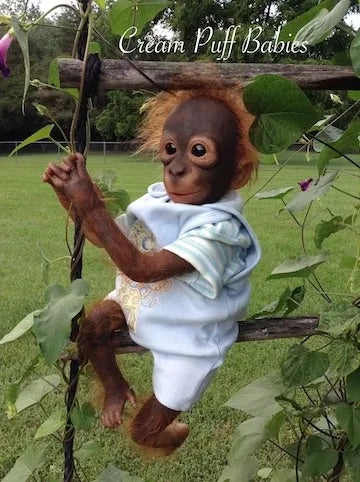 Baby Orangutan Rick