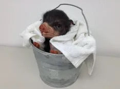 Baby Piggy Doll