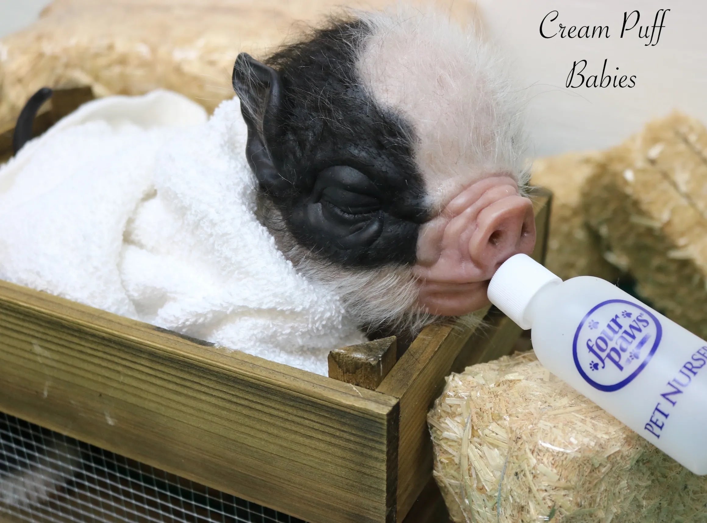 Cream Puff Babies realistic reborn dolls, best reborn doll artist in USA, reborn dolls New York, vinyl reborn dolls, reborn baby pig doll, collectible reborn piglet dolls, newborn reborn doll, lifelike baby black and pink piggy, peppa the pig doll